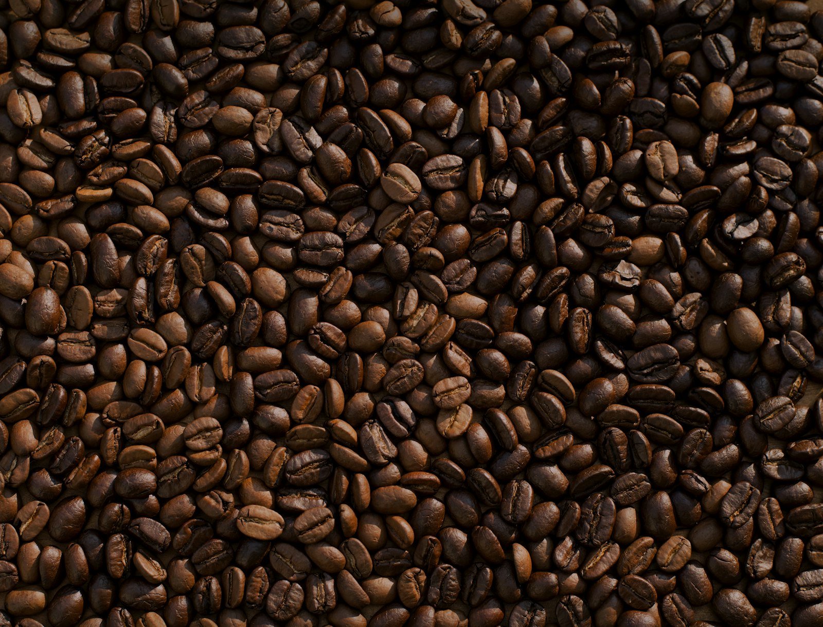 Grains de café Yirgacheffe fraîchement torréfiés